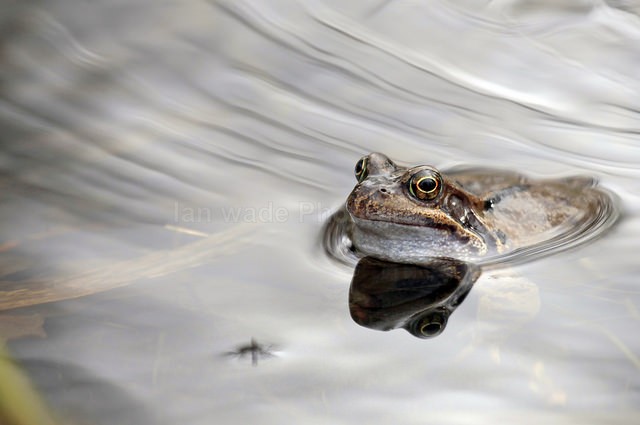 Common Frogs spawning, Bristol, BR_008 - Reptiles, amphibians & pond life, Great Britian