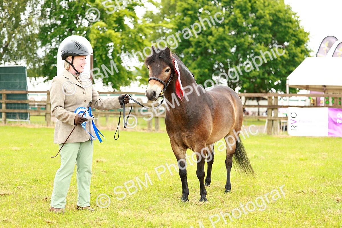 SBM_00320 - Class 58-67 - M&M Non Welsh Pony In hand