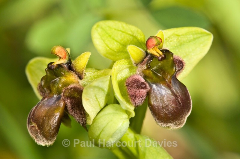 Bumble-bee orchid (Ophrys bombyliflora) - Orchids - Ophrys