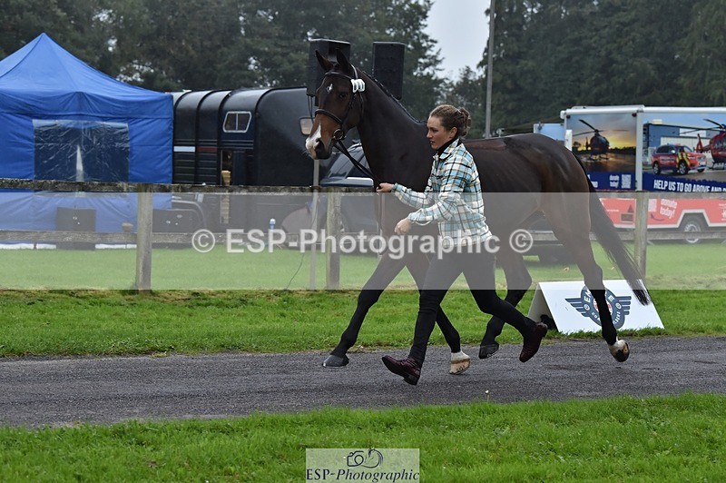 231018-115738-00005 - 001-HAZY.DREAM-Danielle.Dunn-TrotUp