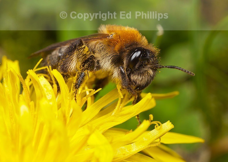 Andrena nitida (f)