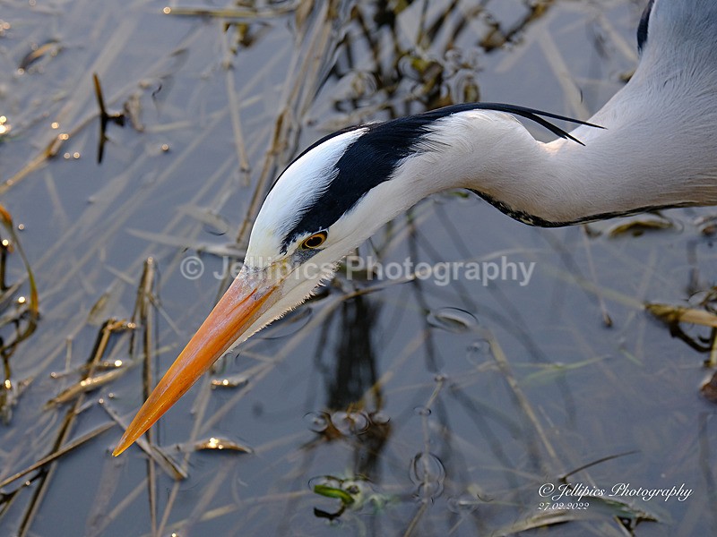 - Wildlife and Nature