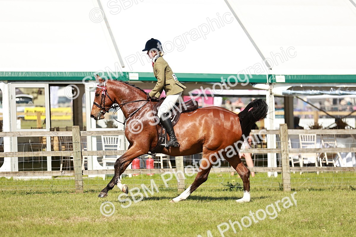 SBM_18892 - Class 114 - RIHS & SEIB Open Working Show Horse