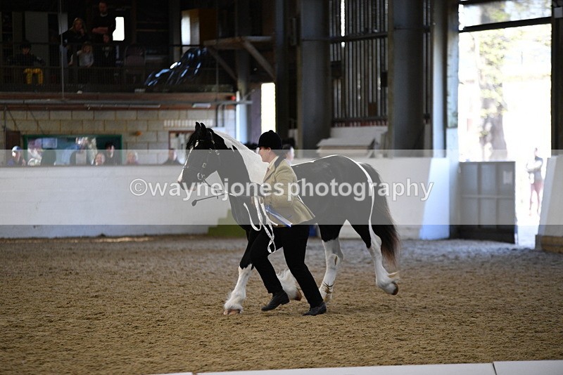 WJ5_3758 - Class 5 In Hand Veterans