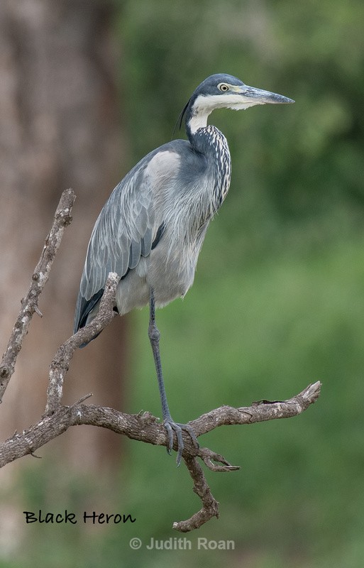  - South Africa Birds and Mammals