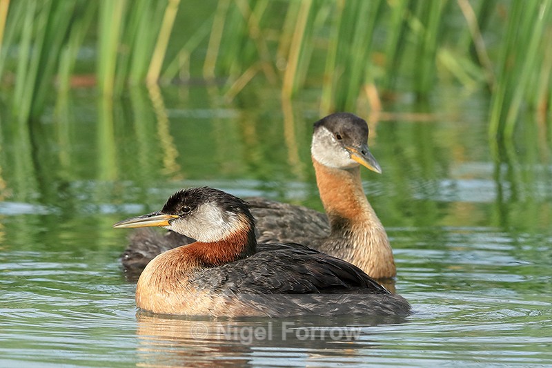 Two Red-necked Grebes, Minnesota, USA - Red-necked Grebe