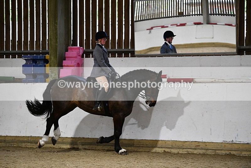 WJ5_8878 - Class 15 Ridden Show Horse