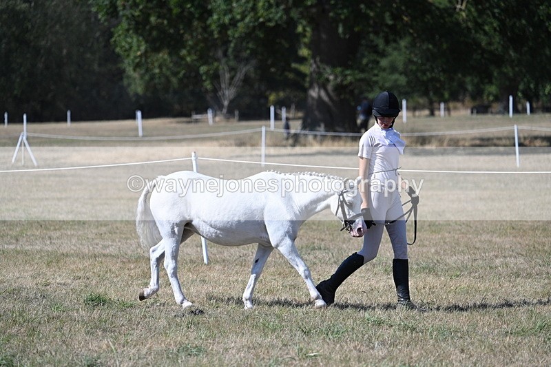 WJ7_1419 - Class 41 Prettiest Mare