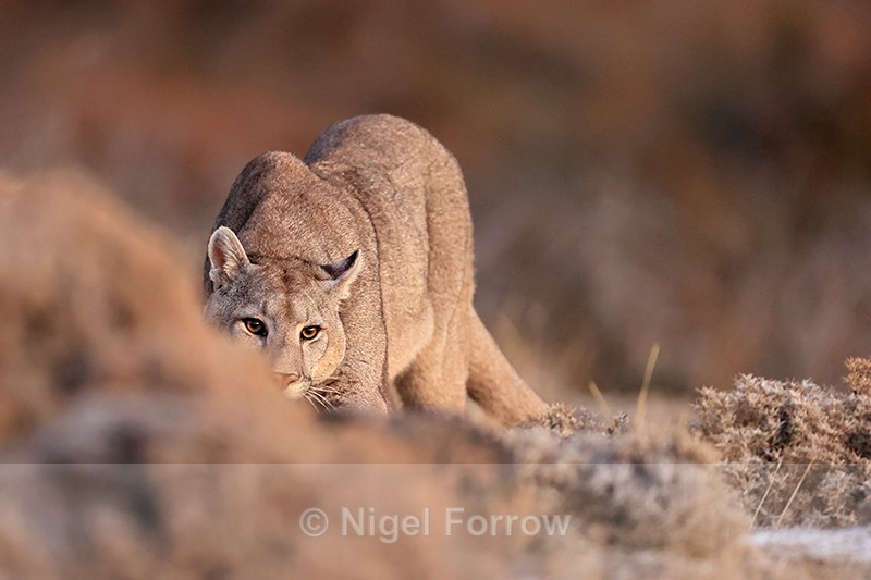 Male Puma Brissa crouches low, Torres del Paine, Chile - Puma