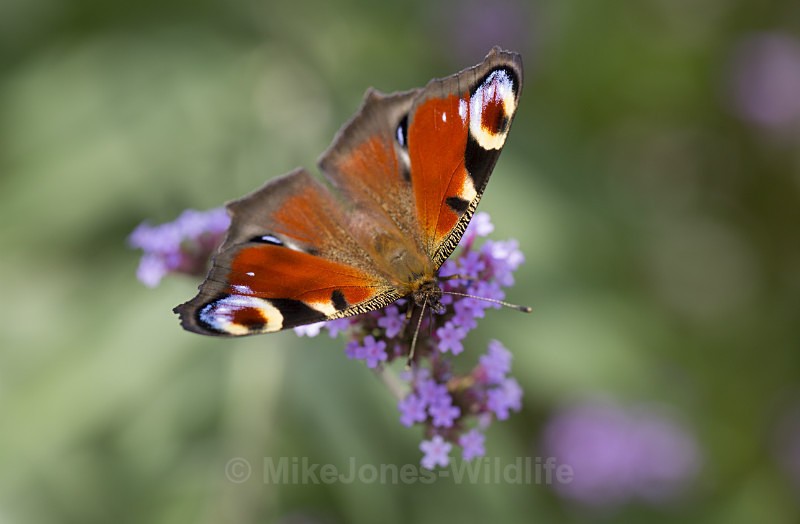 Peacock - BUTTERFLIES