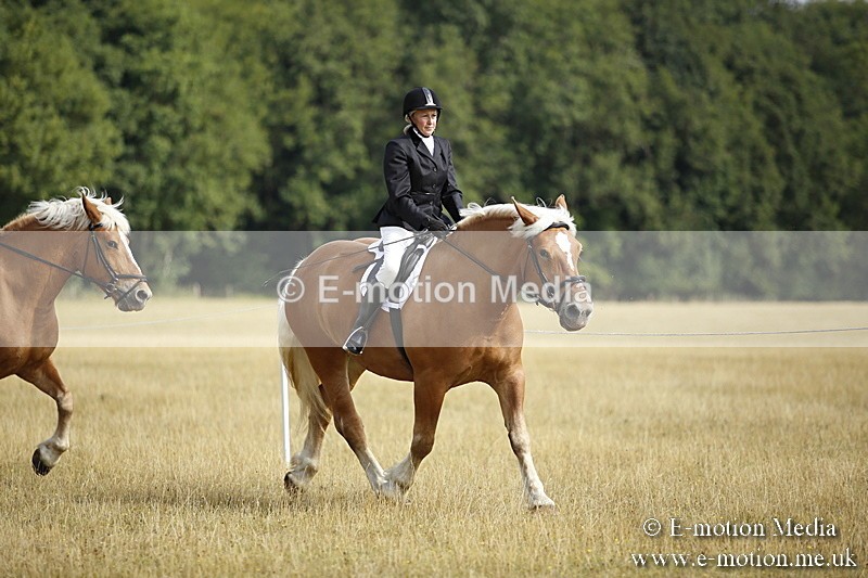 _C7A9258 - BVRC Show 2018 Ring 1