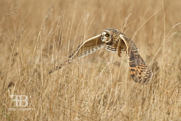 SOE-91 - Birds of Prey