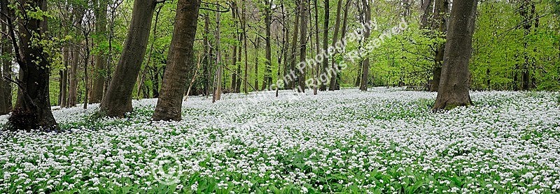 Wild Garlic - Sussex Downs