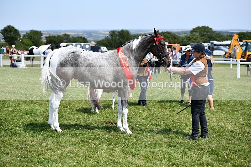 DSC_7955 - Coloured Horse In Hand Championship