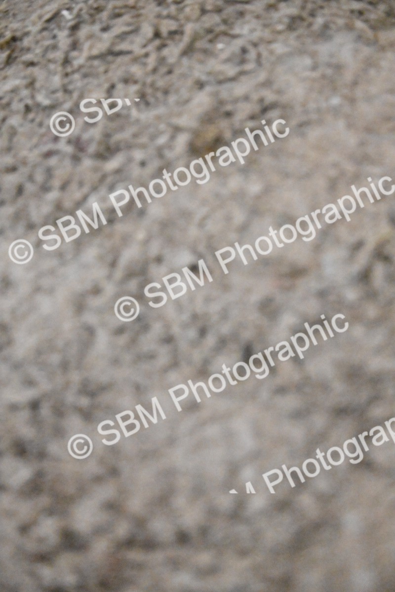 SBM_003019 - Class 37,38 - UKPSAF Performance Horse & Pony