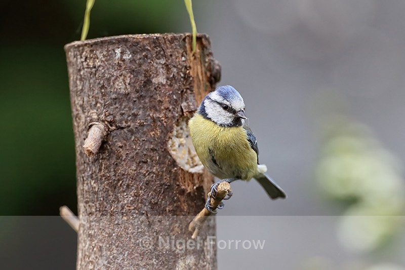 Blue Tit perched on feeder, Oxfordshire, UK - Blue Tit