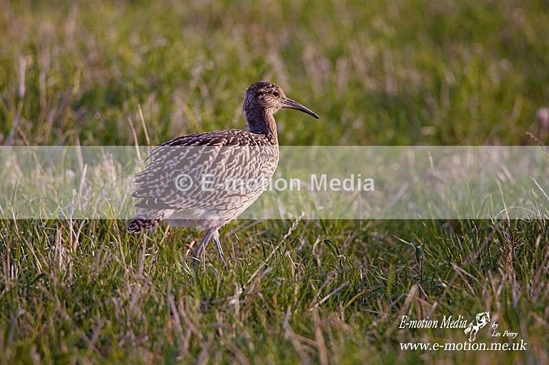 280620 -0131a - Nature