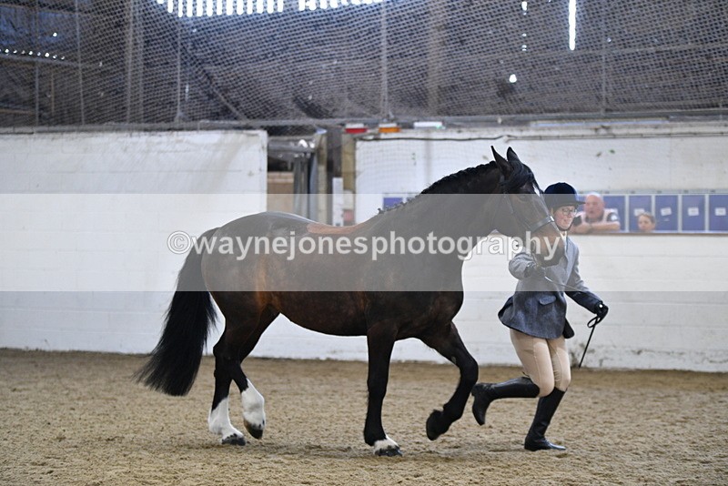 WJ5_4717 - Class 3 Part Bred In hand