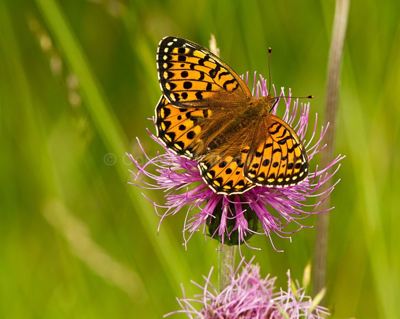 Dark Green Fritillary - wild and free