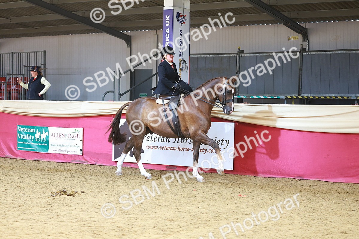 SBM_12444 - Class 103 - HOYS Veteran Qualifier - Ridden Pre Vet