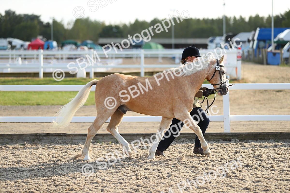 SBM_08938 - Class 29 IH Veteran Pony