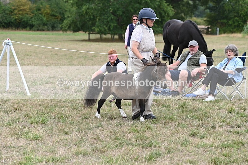 WJ6_5221 - Class 18 In-hand Coloured