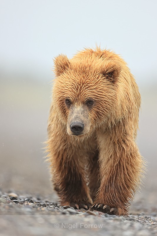 Brown Bear walking close front view, Silver Salmon Creek, Alaska - Brown Bear