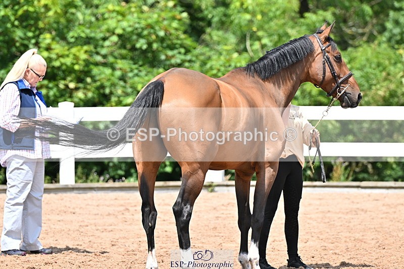 240718A-105313-01708 - Trot Up 1pm to 2pm