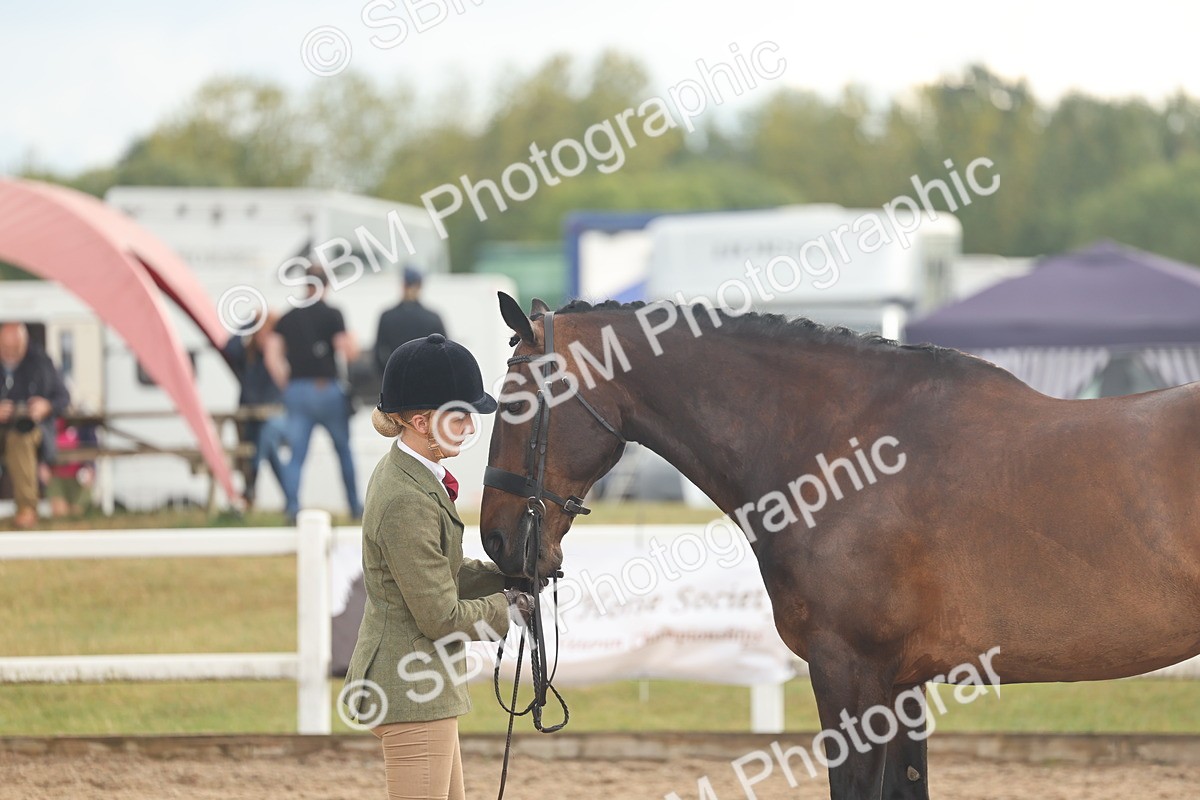 SBM_07897 - Class 28 - IH Veteran Horse