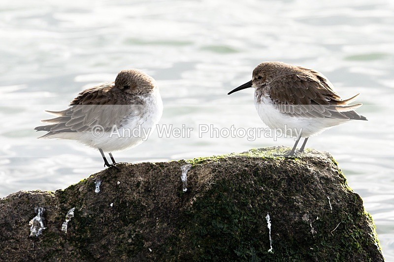 180307-Wirral0239 - Dunlin