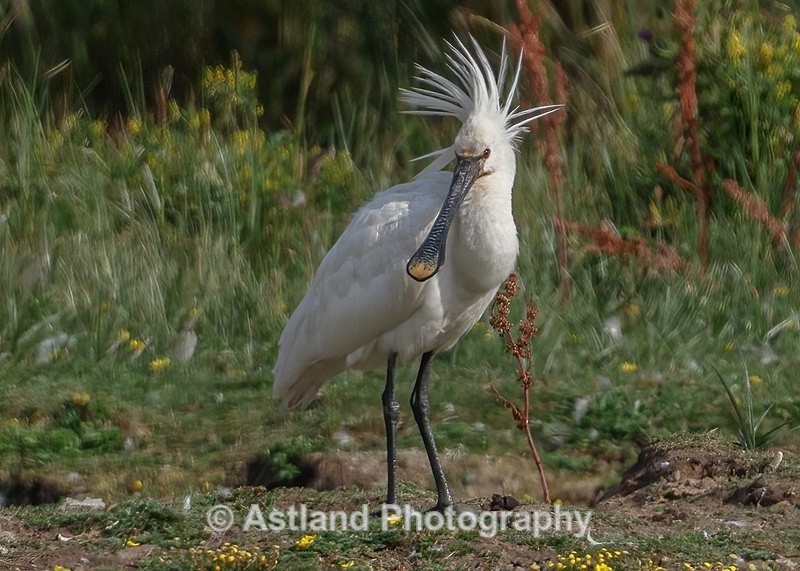 Astland Photography, Bird and Wildlife Images, Susan and Peter Wilson, U.K.