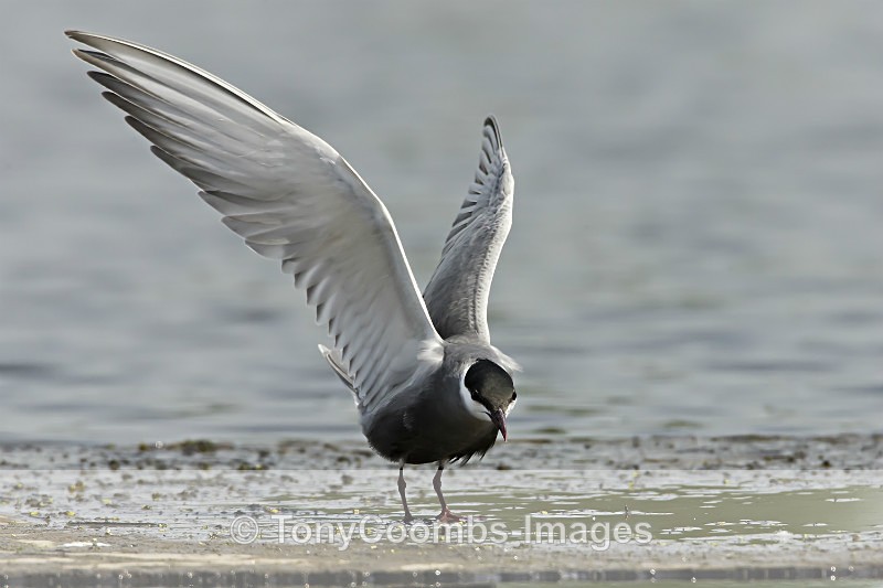 Whiskered Tern - Pygmy Cormorant Hide