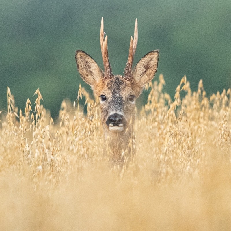 Roe Stag SD2536 - Greeting Cards