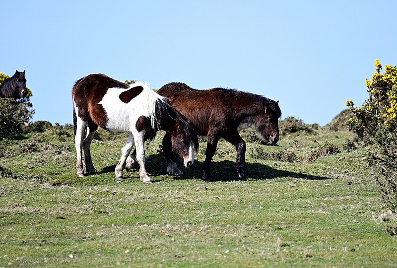  - Bodmin Moor mainly Minions
