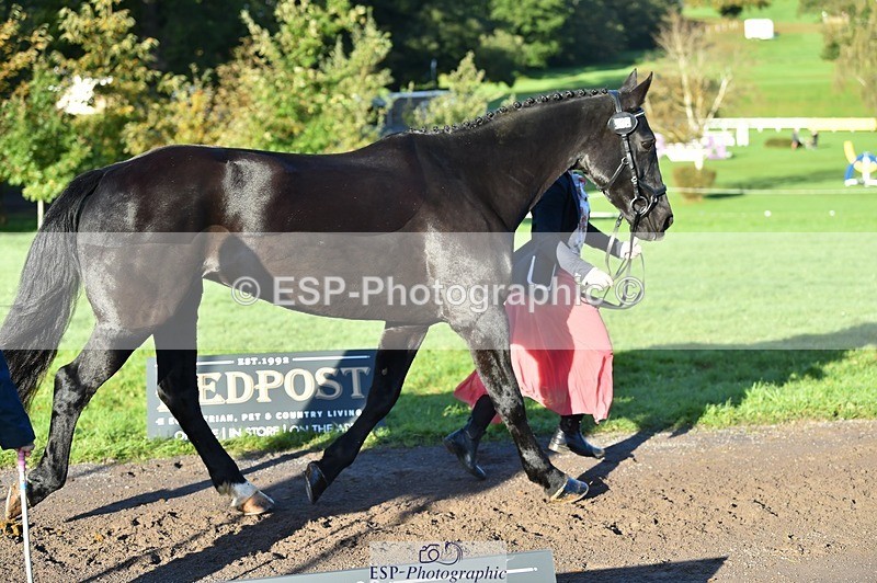 231022-093848-21941 - 414-LAMBORO.SPARKY-Lucy.Jowett-TrotUp+SJ