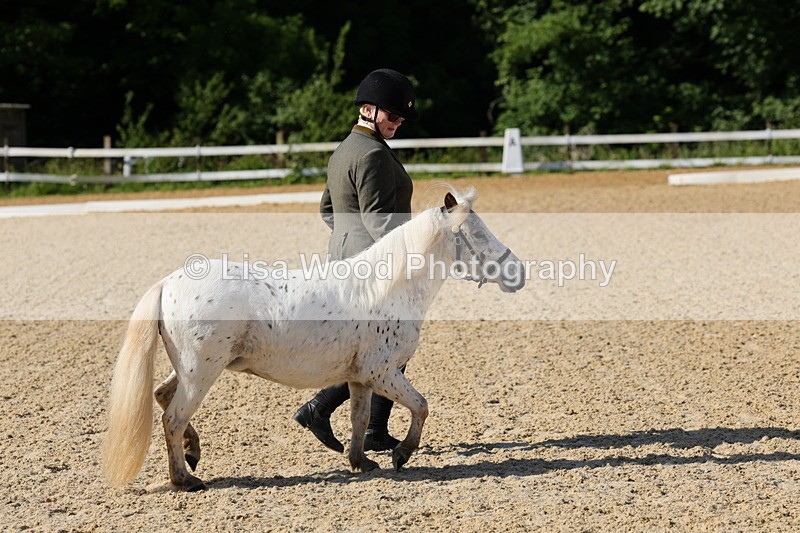 1X9A0605 - Class 3: Youngstock 1, 2, 3 year old not to exceed 153cm