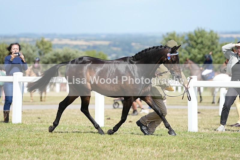 DSC07323 - Class 69: NPS Show Pony 4 years and over