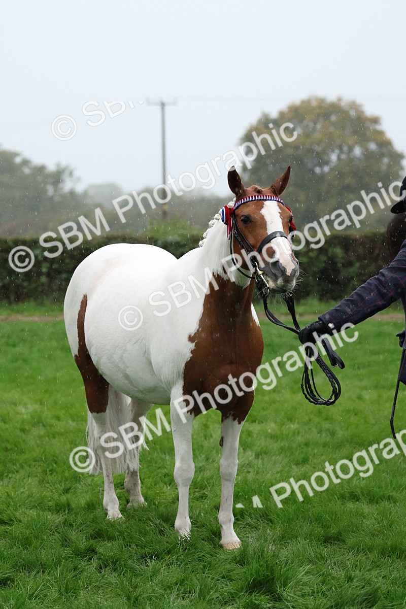 SBM_35347 - S10 - Best In Hand Horse & Pony