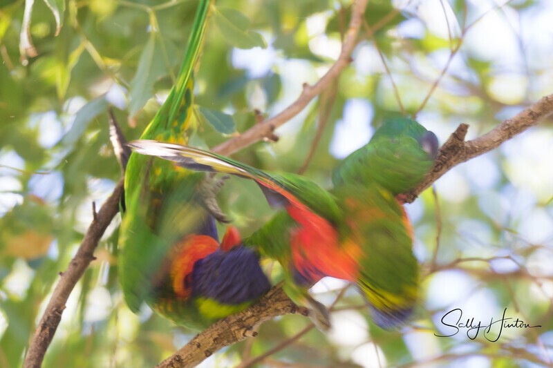 Lorikeet Blur 3 0A3A2213 - Lorikeets