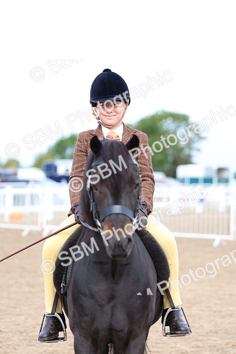 SBM_01860 - Class 18 - Handsomest Gelding - IH or Ridden