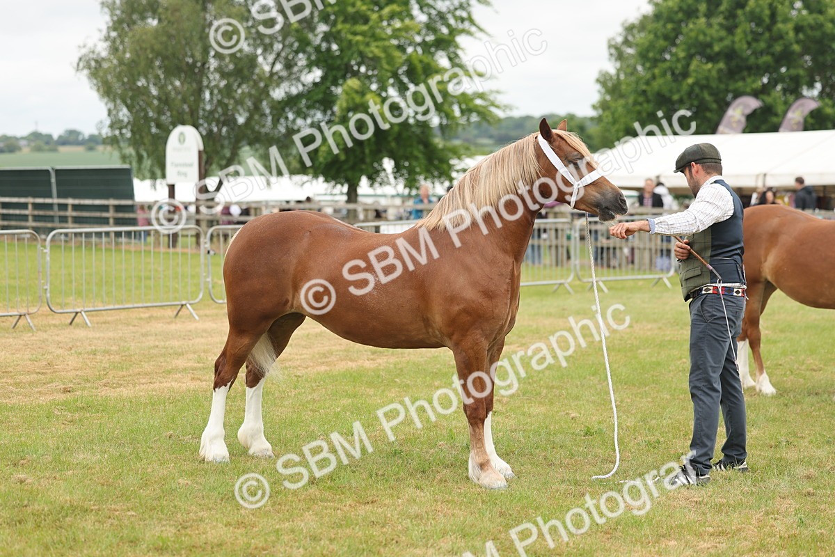SBM_05013 - Class 50-57 - M&M Welsh Pony In Hand