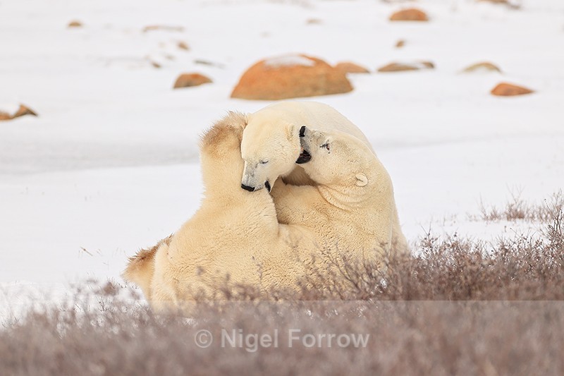 Polar Bears biting each other during fight, Churchill, Canada - Polar Bear