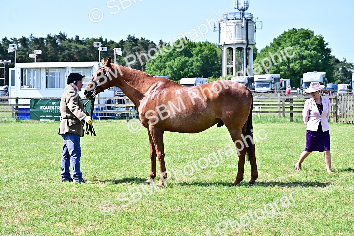 SBM_12861 - Class 98 - Retraining of Racehorse In Hand