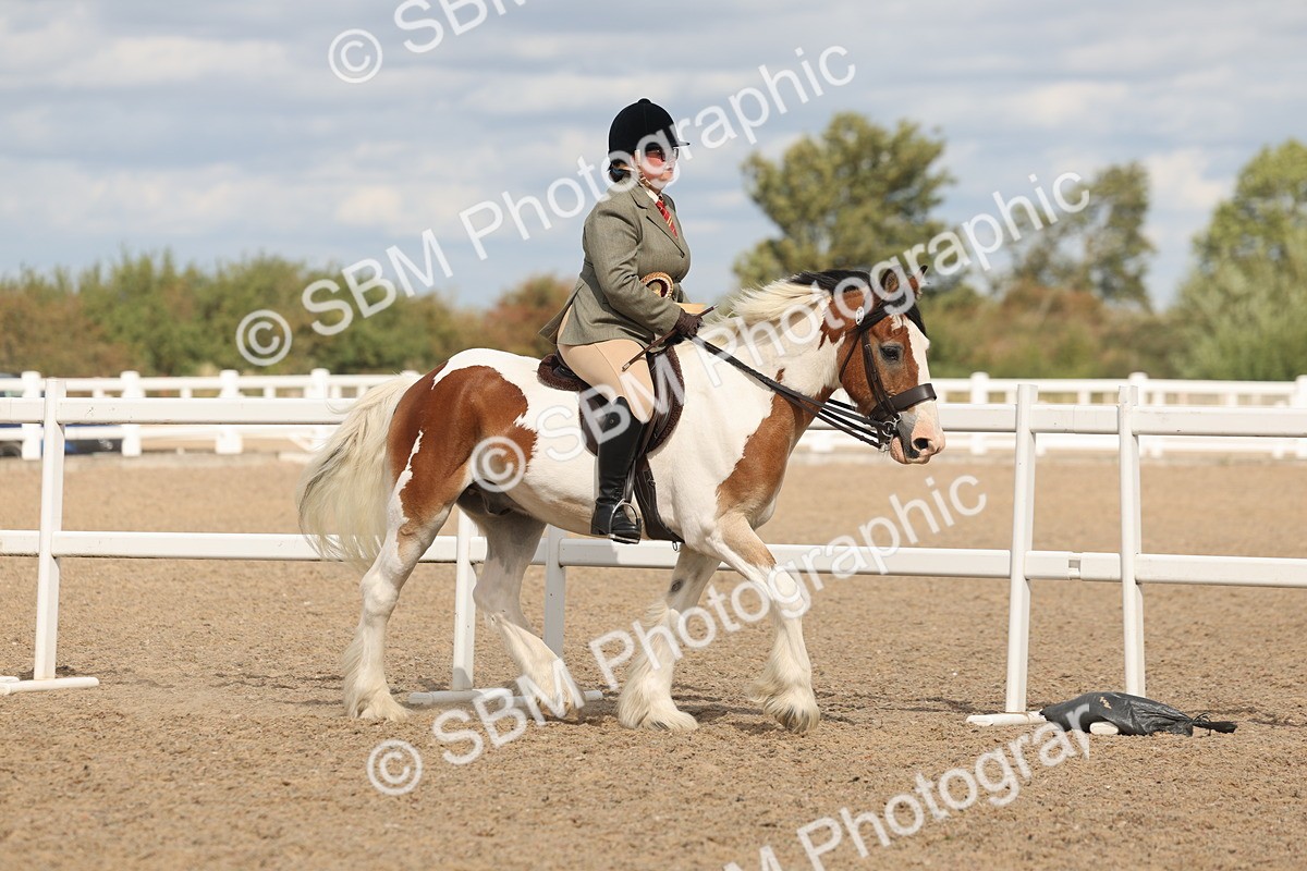 SBM_14880 - Class 308 - Ridden Coloured Horse