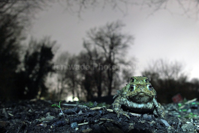Common toads in Amplex in Bristol UK - Reptiles, amphibians & pond life, Great Britian