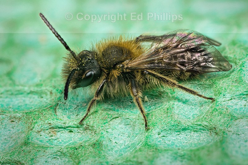 Andrena bicolor (m)