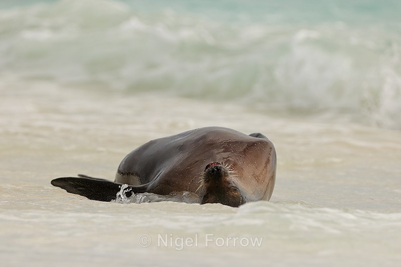 Galapagos Sea Lion lying on back in sea, Espanola, Galapagos - Sea Lion