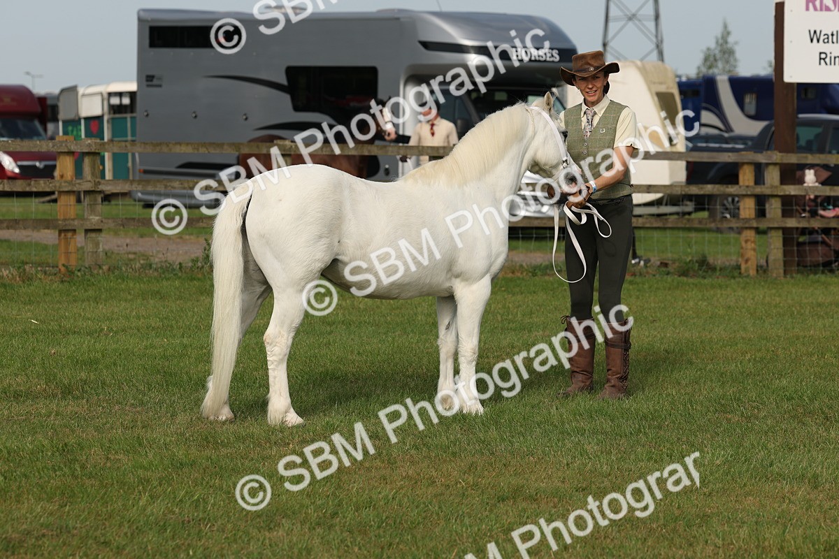 SBM_00574 - Class 6-13 - Mountatin and Moorland In Hand Welsh Breeds