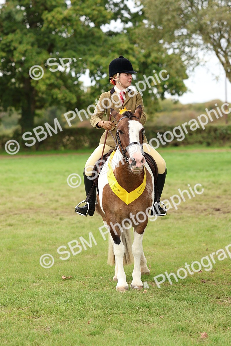 SBM_65214 - S59 - Part Bred Arab & Native Pony Ridden