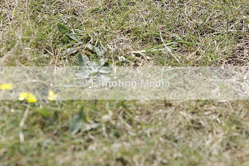 BVHT 140517 I-806 - Class 1 SJ Intermediate 14/05/17